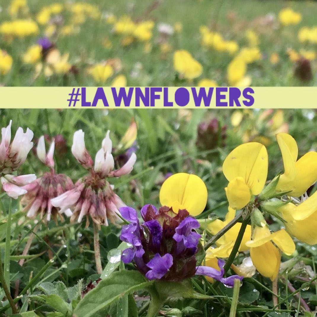 Have you been taking part in #NoMowMay or opting for a #NoMowSummer? The challenge this week is to show us your #LawnFlowers! No lawn? See what’s blooming in another local grassed area instead. Share your pics for #WildflowerHour this Sunday 8-9pm. Happy flower hunting! 🌸🌾🌼