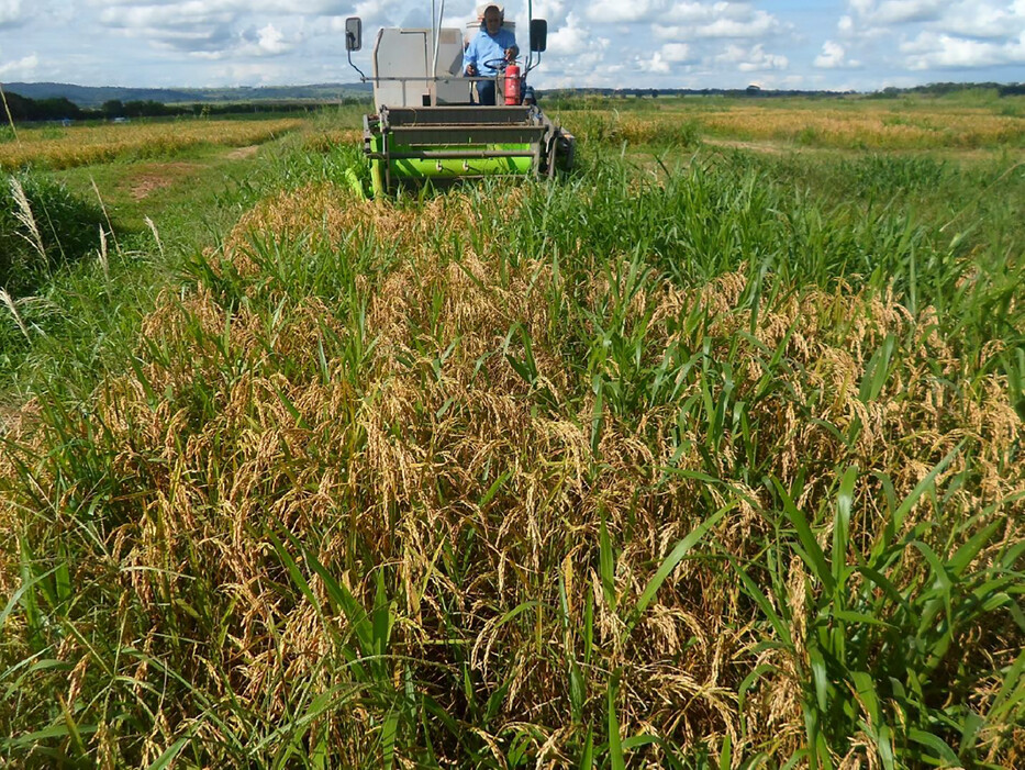 🌾Now available online: "Clearfield upland rice intercropped with Congo grass for grain, increased revenue, and environmental preservation" 🔗: doi.org/10.1002/agj2.2…