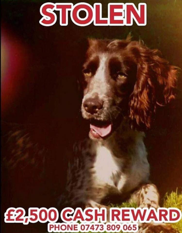 #SpanielHour 
WISPA STOLEN from her kennel, 1/7/17 family heartbroken & need her home
WISPA IS “WHITE&LIVER” she has lots of brown spots on her body PLS KEEP LOOKING
#YORK East Yorkshire BUT could possibly of been taken to SOUTH YORKSHIRE (where her friend was found)

Pls RT TY