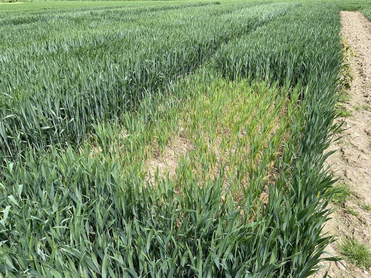 For those who are down on artificial Nitrogen, it works….! Winter wheat following beans with no artificial Nitrogen applied. This is where food comes from…..🌾🌞🌾