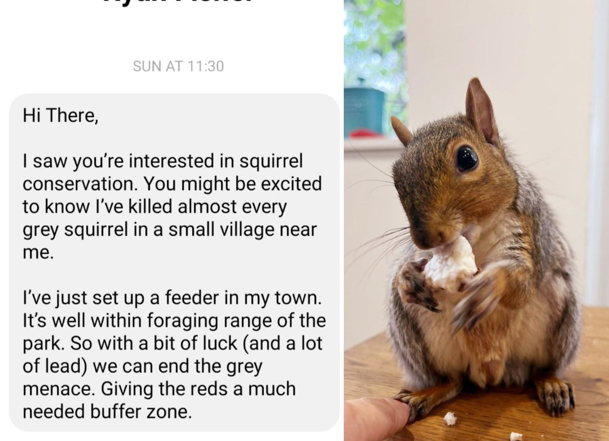 FOLLOWING A PUBLIC TALK IN DEFENCE OF GREY SQUIRRELS, I got private messages from haters saying how many grey squirrels they killed .To turn the tables on them, I have decided to run a fundraiser in honour of all the grey squirrels they killed. peoplesfundraising.com/fundraising/re…
