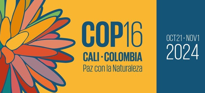 On #BiodiversityDay we look at #COP16Colombia and the hope that Target 22 promising 'the full protection of environmental human rights defenders' by 2030 could spark the inclusion of needed language in the text of #COP30 in Brazil in 2025: pbicanada.org/2024/05/22/wil… #PBIaccompanies