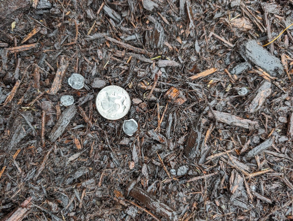 Near dime size hail (that's a quarter for reference) in Stormstown, this was after it melted some. Storm rolled through around 1:45 pm today . <a href="/NWSStateCollege/">NWS State College</a> #pawx