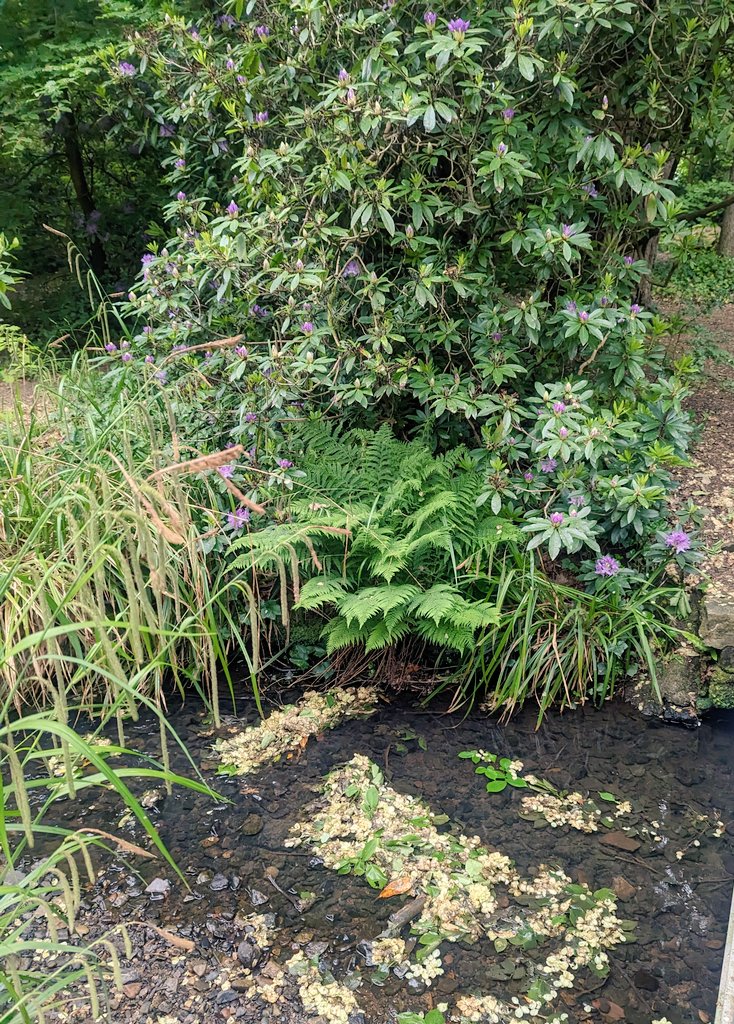 SNHS LfS tweet media