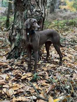 TUPPENCE HOME SAFE. THANKS FOR RT's 😊🐕🐾 🆘20 MAY 2024 #Lost TUPPENCE #ScanMe Chocolate Brown Pointer Cross Female #MarlstonHermitage West #Berkshire #Berks #RG18 doglost.co.uk/dog-blog.php?d…