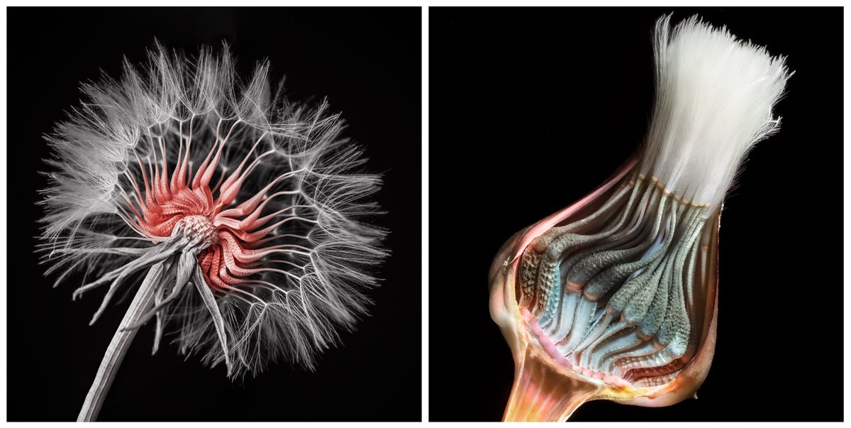 Dandelions, photographed in Infrared (L) and Ultraviolet (R). 

Late to #MacroMonday but right on time for  #WildWednesday.