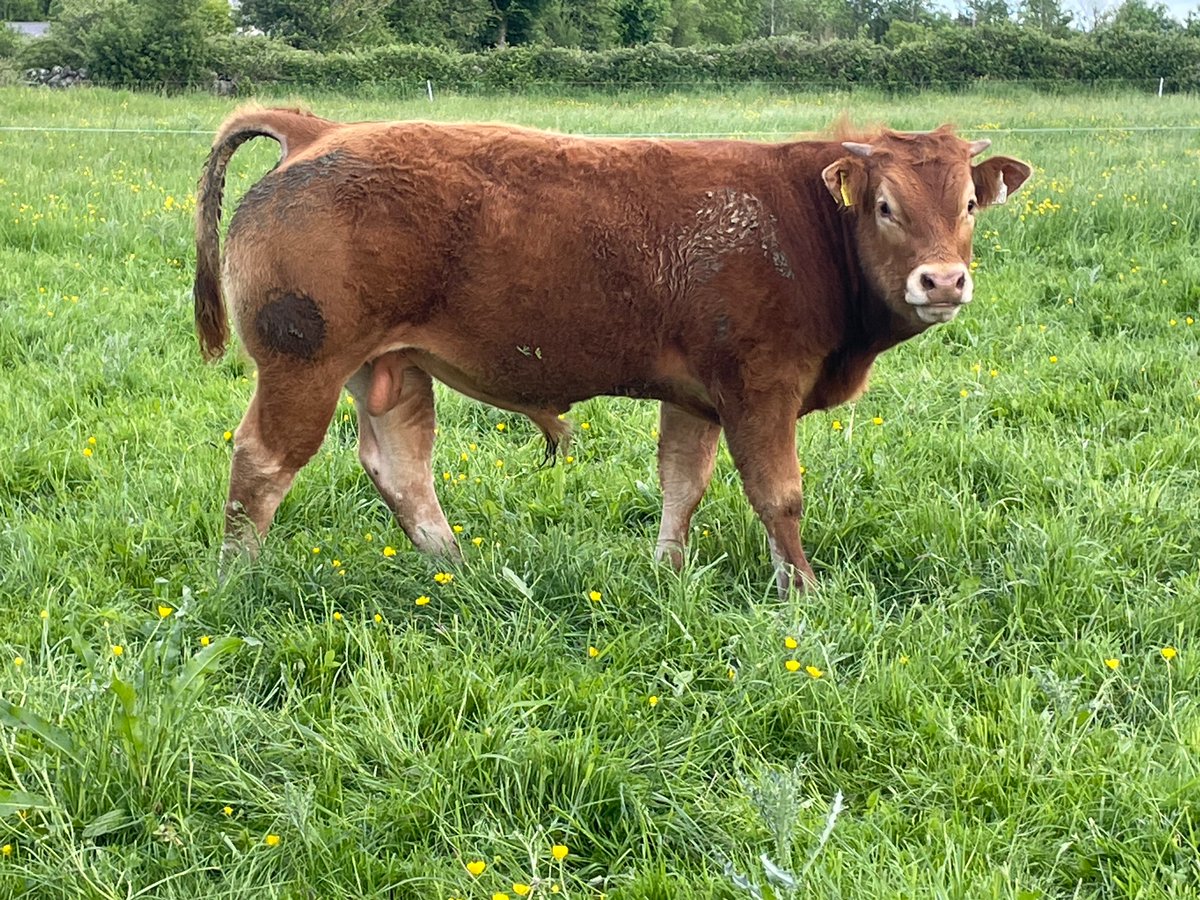 oneille123's tweet photo. August born pbr bull calf by Gamin. Really pushing in now. https://t.co/2WsMx2fSGd