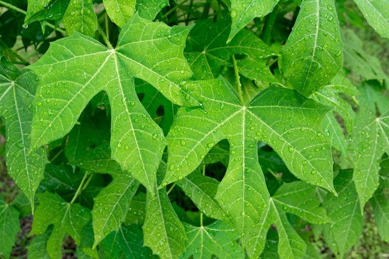 treemissions's tweet photo. Mass planting trees with edible leaves could have a substantial impact on several fronts. Firstly, they could significantly increase the biodiversity of urban areas, as demonstrated by Lin et al. (2015), who found that increasing plant and biological diversity is a key factor affecting urban biodiversity and important ecosystem services. This could lead to a richer, more resilient urban ecosystem, benefiting both humans and wildlife.

Secondly, edible trees could play a significant role in improving food security. A single chestnut tree, for instance, can provide enough annual food energy to feed a family of four, without the need for annual soil tilling, which can lead to topsoil erosion. This could be a game-changer in areas where food security is a concern.

Moreover, these trees could also serve as a source of shade and green spaces in urban environments, helping to combat the urban heat island effect and improve air quality. This would not only make cities more livable but also contribute to the fight against climate change.

Lastly, mass planting edible trees could have social and community benefits. Such initiatives could foster human solidarity, providing projects for communities to work on together.

However, as with any large-scale initiative, careful planning and execution would be necessary to avoid unintended consequences. If not done thoughtfully, mass planting could lead to the introduction of invasive species or the destruction of unique local ecologies. 

#trees
#reforestation #plantingtrees #food #climatechange #sustainability