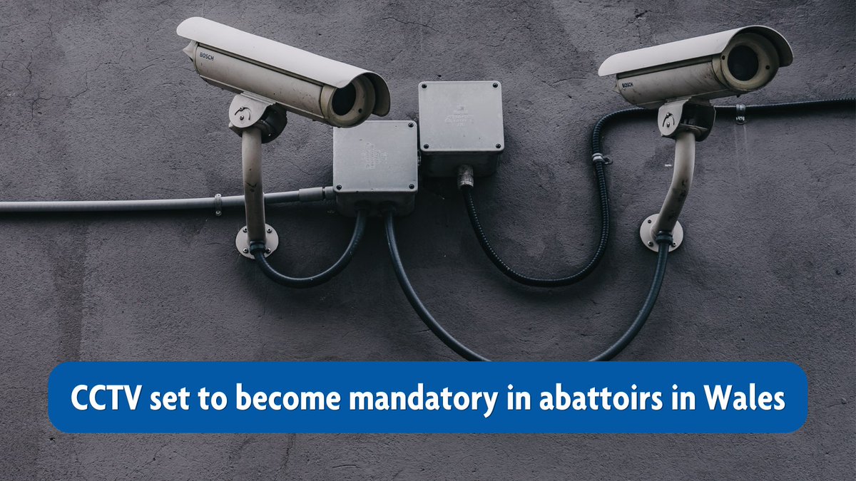 We are pleased to see CCTV set to become mandatory in abattoirs in Wales 🏴󠁧󠁢󠁷󠁬󠁳󠁿 This has been in place in England since 2018 and is already a requirement for RSPCA Assured abattoirs. Let's chat with @RSPCA_official to find out what this means: bit.ly/3yrvpoZ