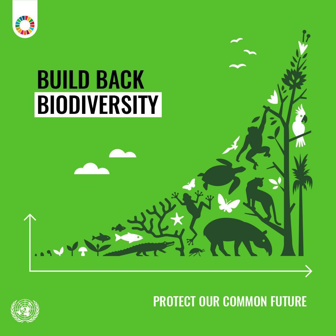 On today's #BiodiversityDay, let's remember that the plants, animals and micro-organisms that populate our planet are a treasure that we must take care of.

Because there is no Planet B. 

We need to #BuildBackBiodiversity to protect #OurCommonFuture.
buff.ly/3UQ23bm