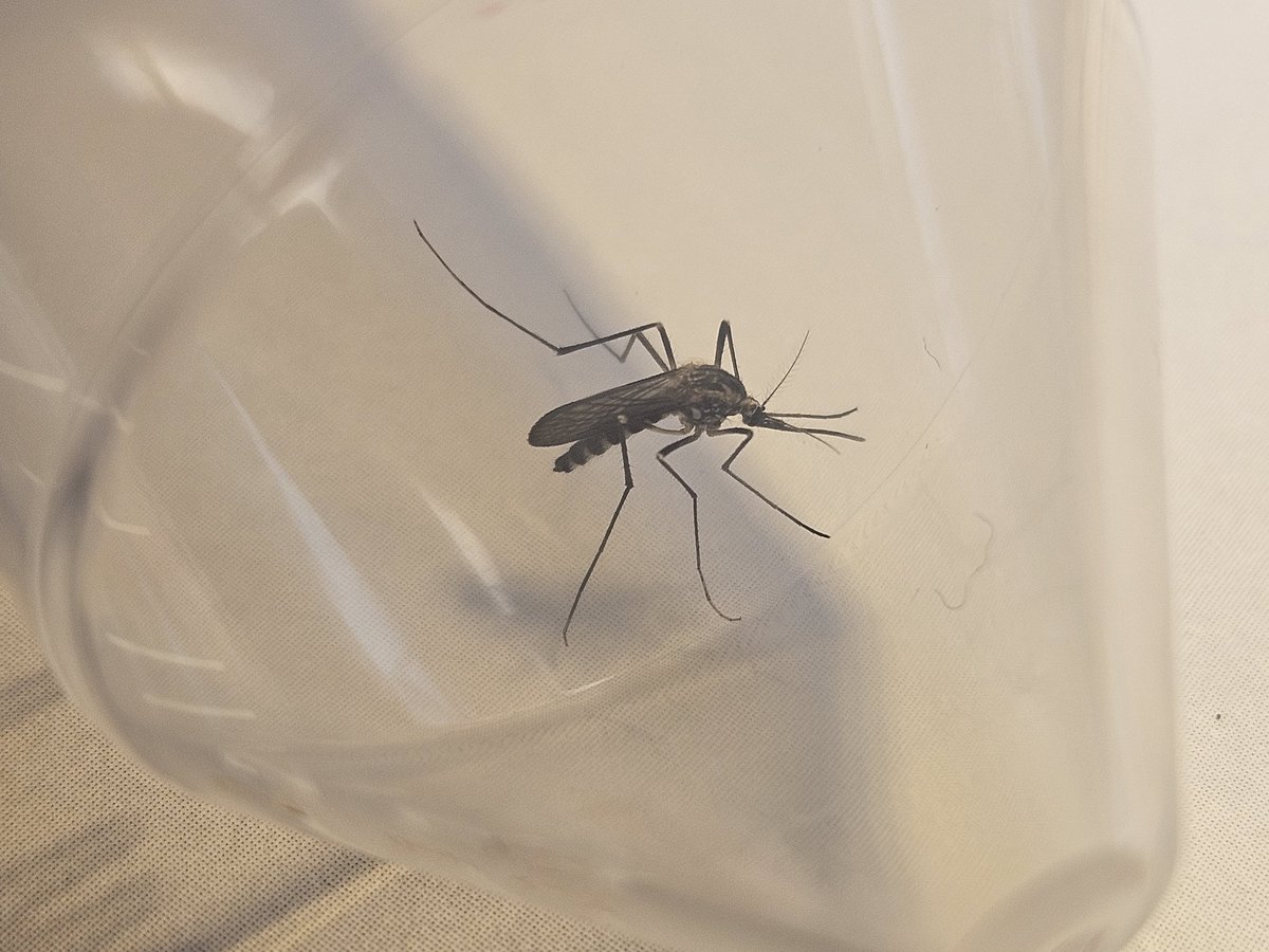 The difficulty of collecting #ticks is not so much the ticks... Once #mosquito season starts... It's those #insects that drive us crazy 😅 #involuntary #blooddonor