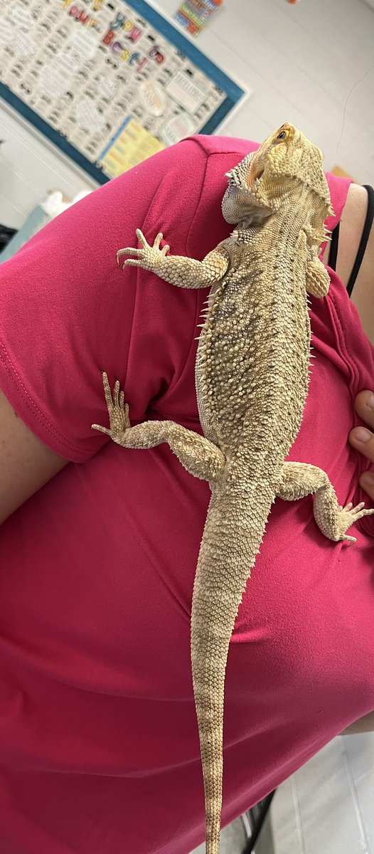 İşte biz de ne yapalım, bu hafta okullar kapanıyor. Bearded dragon da diyor ki “gençler çok ilgi gösteriyor biraz kendi halimde takılmam gerek, bu kadar sosyallik beni bozdu “😜

Verilmeyen Denetimliİşkencedir