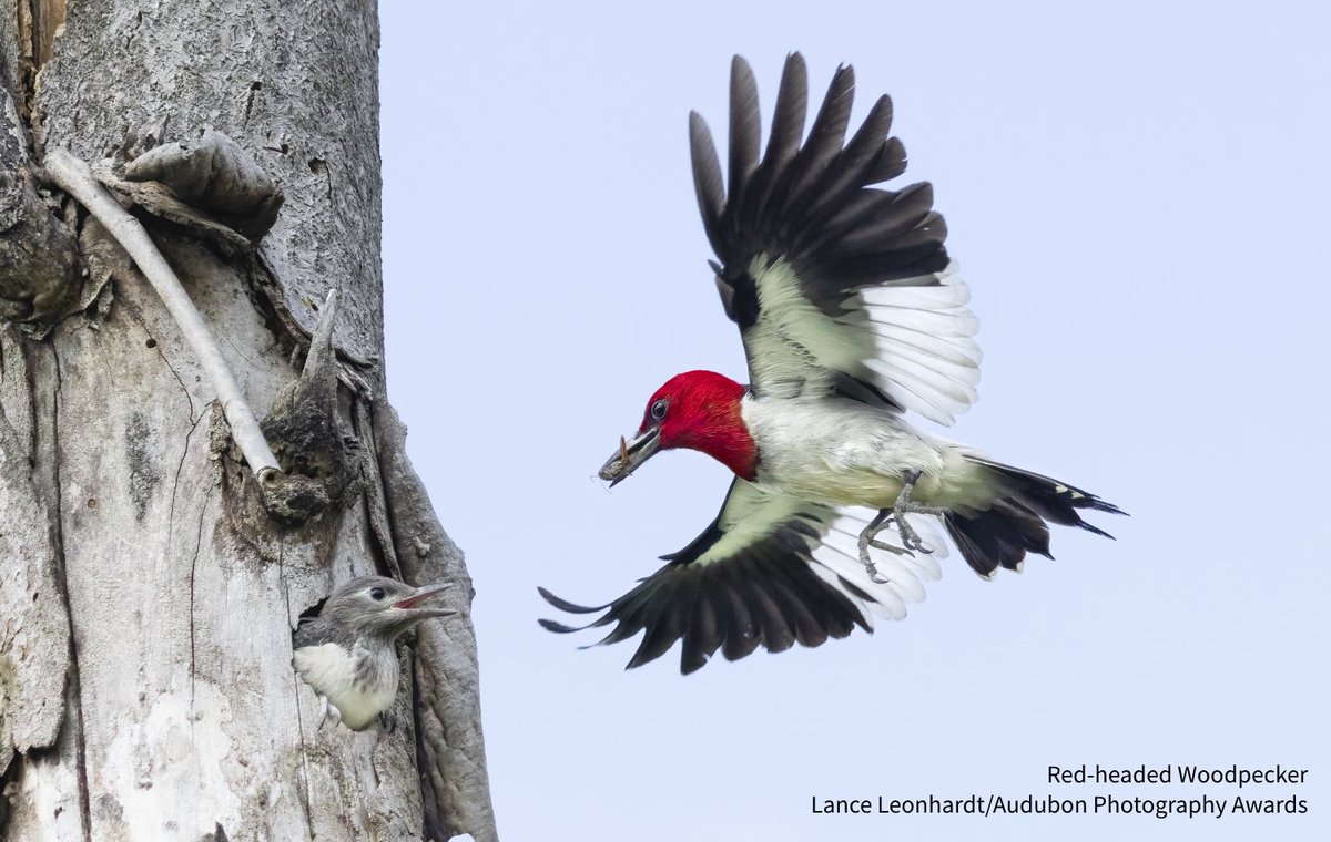 We need to pass the Recovering America's Wildlife Act to help birds and wildlife and prevent future extinctions. Urge Congress to support this important legislation and help #BringBirdsBack: bit.ly/44S9l30