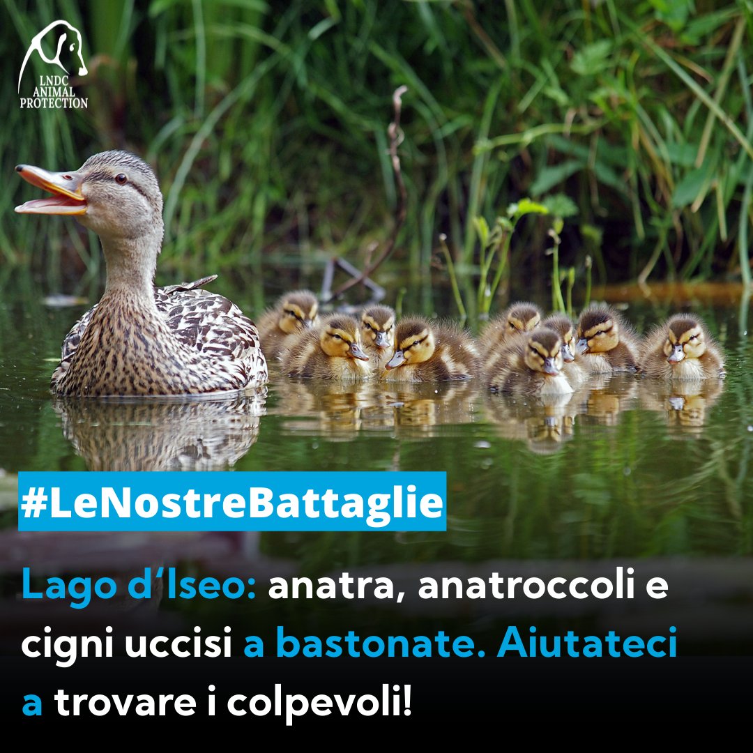 🦢 ⚫ Uccisi a bastonate, o con sassi, calci e pugni. Sono morti così un’anatra, i suoi piccoli e due cigni, rinvenuti tra Marone e Vello, in provincia di Brescia. #LNDC sporge denuncia, ma ha bisogno di aiuto: se sai qualcosa, scrivi a 📩 avvocato@lndcanimalprotection.org