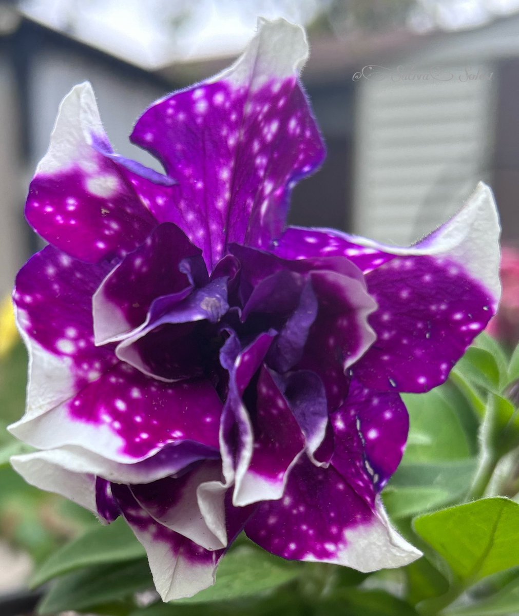 Do what helps your heart bloom, beautifuls🤟💚#Everyone #StonerFam #Gardeners #Growmies #PlantMama #Petunias #WednesdayMotivation #HumpDayHappiness #SelfCare #GetThoseHandsDirty #ImaMakeYouSmile😀