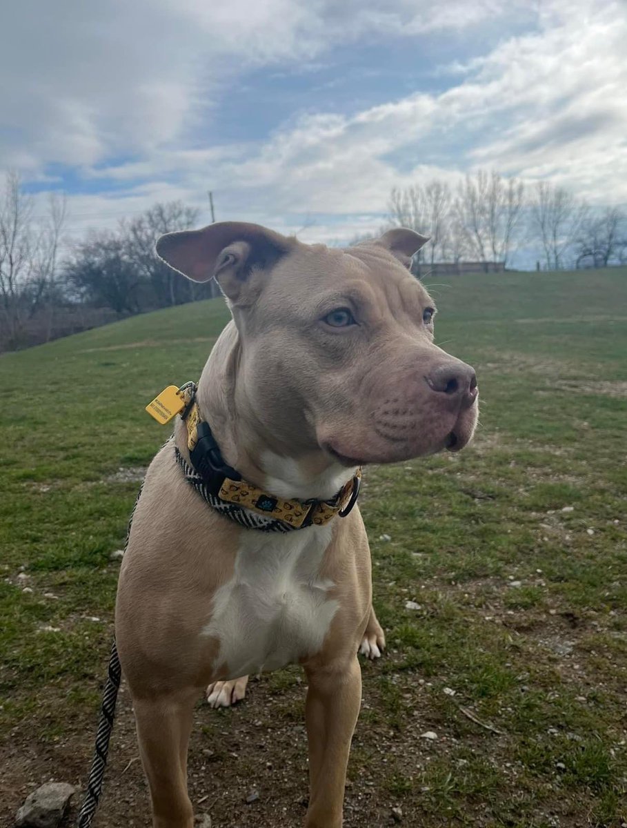 Solstice is ready for her new day to dawn! This pretty lady was shy when she arrived, but is now really starting to blossom. She does some pretty entertaining zoomies & has been social towards other dogs. Solstice also gives sweet, dainty kisses. tinyurl.com/meetacitydog #adoptme