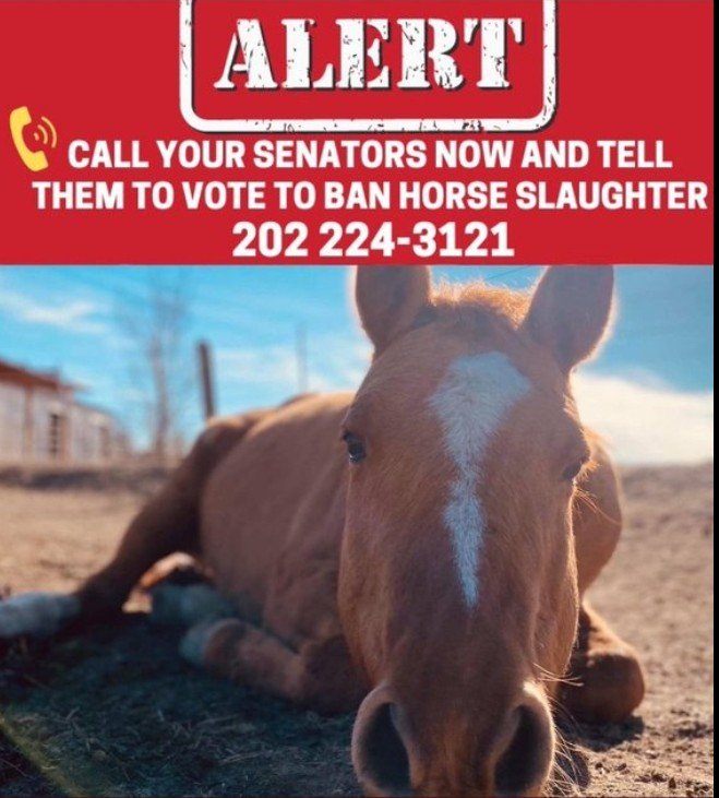 @Patrici04278024 @gunsnrosesgirl3 Someone we know is looking for the pictures from the front and it continues to their slaughter
@JoeBiden could #StopTheRoundups and #BanLiveExport, at the very least of #Horses . #USA🇺🇸 doesn't need to sacrifice our land and #wildlife to feed the world.