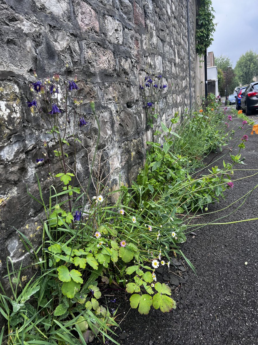 After Bristol City Council sprayed our area with poison they returned to scape off any vestige of green. A few streets away, flowers still hold on. But, the only house with swifts has scaffolding up to block their nest hole. I cried at the side of the road ⁦<a href="/BristolCouncil/">Bristol City Council</a>⁩