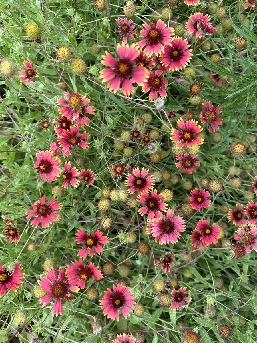 Ready to Grow Garden tweet media