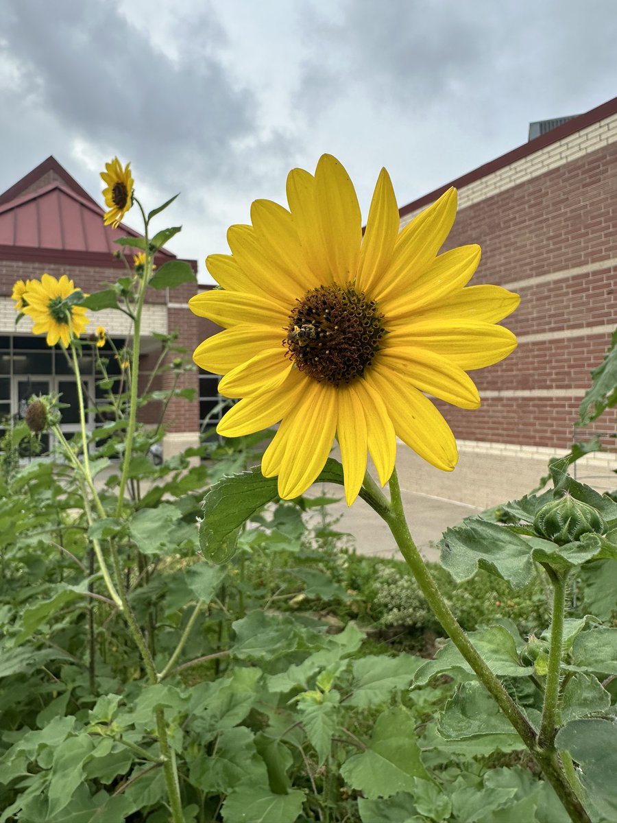 Ready to Grow Garden tweet media