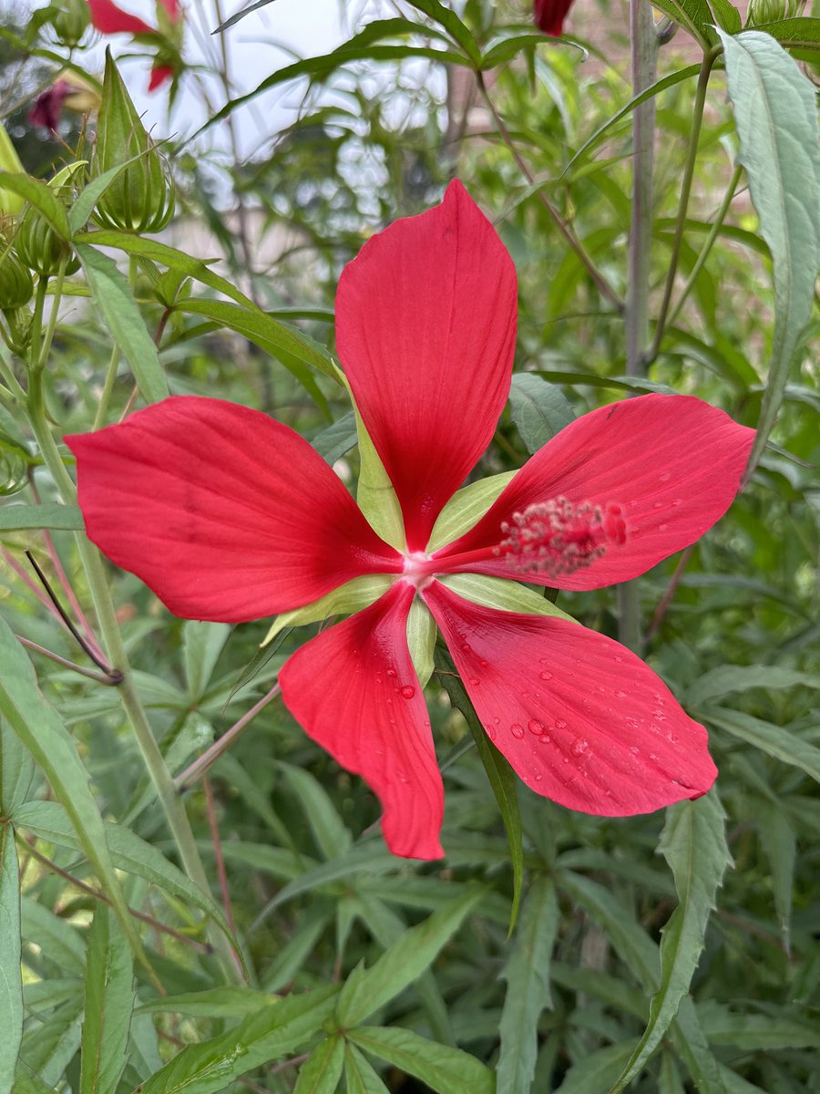 Ready to Grow Garden (@readygrowgarden) on Twitter photo Itβs a beautiful day for GARDEN DAY ππ»πΈπ<a href="/2ndgradeSampson/">Sampson2ndgrade</a> <a href="/SampsonPTO/">Sampson PTO</a> <a href="/SampsonElem/">Sampson Elementary</a> <a href="/CyFairISD/">Cypress-Fairbanks ISD</a> #schoolgarden #outdooradventures #science <a href="/heathermotzny/">Heather Motzny</a> Itβs a beautiful day for GARDEN DAY ππ»πΈπ<a href="/2ndgradeSampson/">Sampson2ndgrade</a> <a href="/SampsonPTO/">Sampson PTO</a> <a href="/SampsonElem/">Sampson Elementary</a> <a href="/CyFairISD/">Cypress-Fairbanks ISD</a> #schoolgarden #outdooradventures #science <a href="/heathermotzny/">Heather Motzny</a>