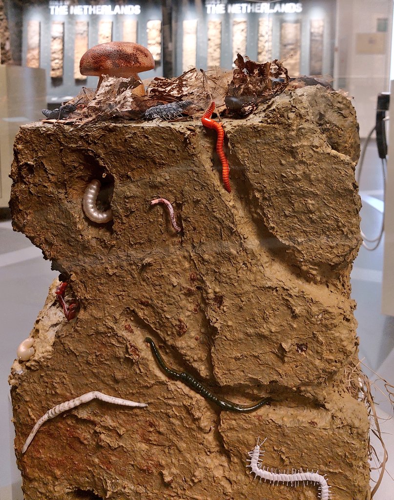 Happy #worldbiodiversityday! 🌎 We are celebrating our soil life! 🐜🪲🪱

Sadly, we can't show you living organisms in the museum. But they are a very important part of soil life and healthy ecosystems.

#Biodiversity #soil
