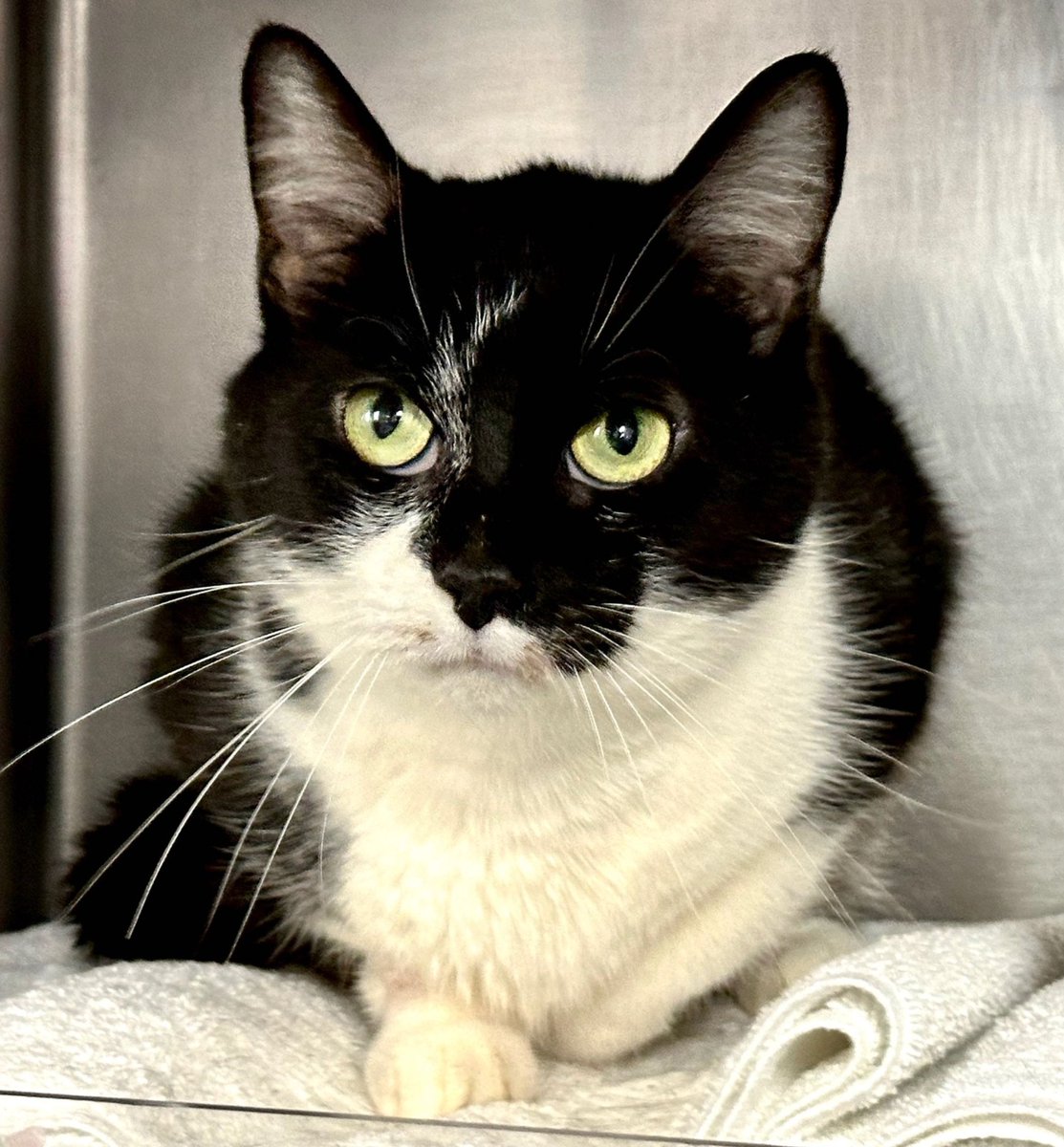 🆘🆘 for Shadow 8 yo in Manhattan ACC 🆘🆘 More than urgent 🔥🔥🔥🔥 420 usd of pledges is too low for the care she needs 😿😿💔💔🙏🙏 Goal is 800 for a rescue interest 🆘🆘 Extremely urgent cat 🔥🔥🔥 💔😿🙏 🚨 Medical Priority 🚨🏥🏥🆘🆘 Shadow has mammary gland tumors and