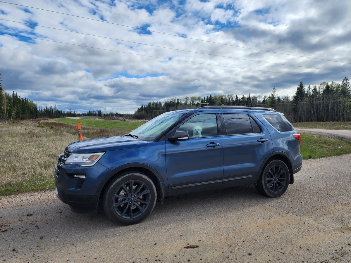 SaskatoonDave's tweet photo. Dora does the Northern Forest https://t.co/wLZqmja2C4