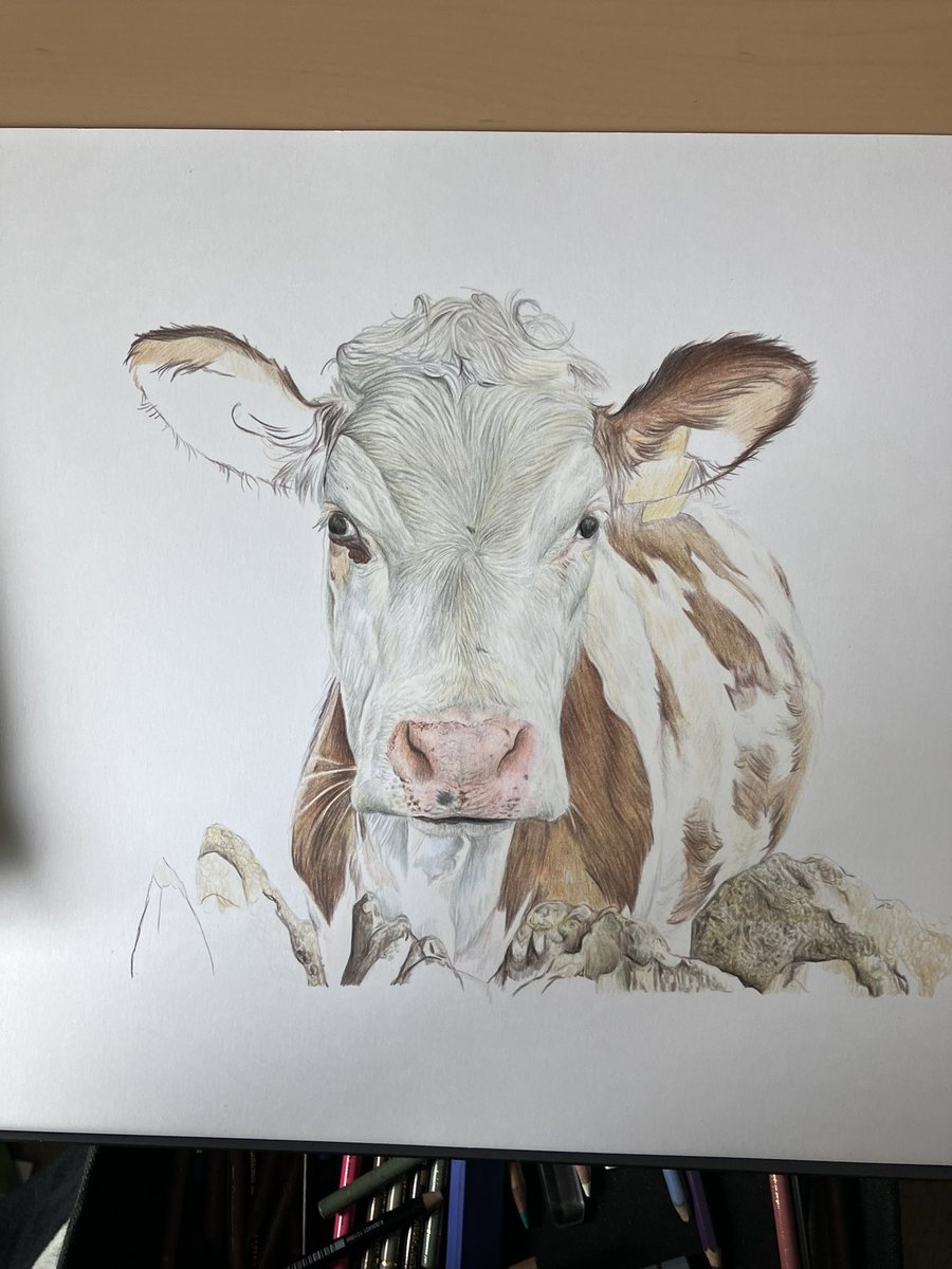 I’ve worked hard on a few drawings this morning and have also done a bit more on this one which is from a photo my daughter took quite recently. Had to have a few breaks, but think I’m done for the day now as I don’t want to overdo it more than I have done. #art #drawing #cows
