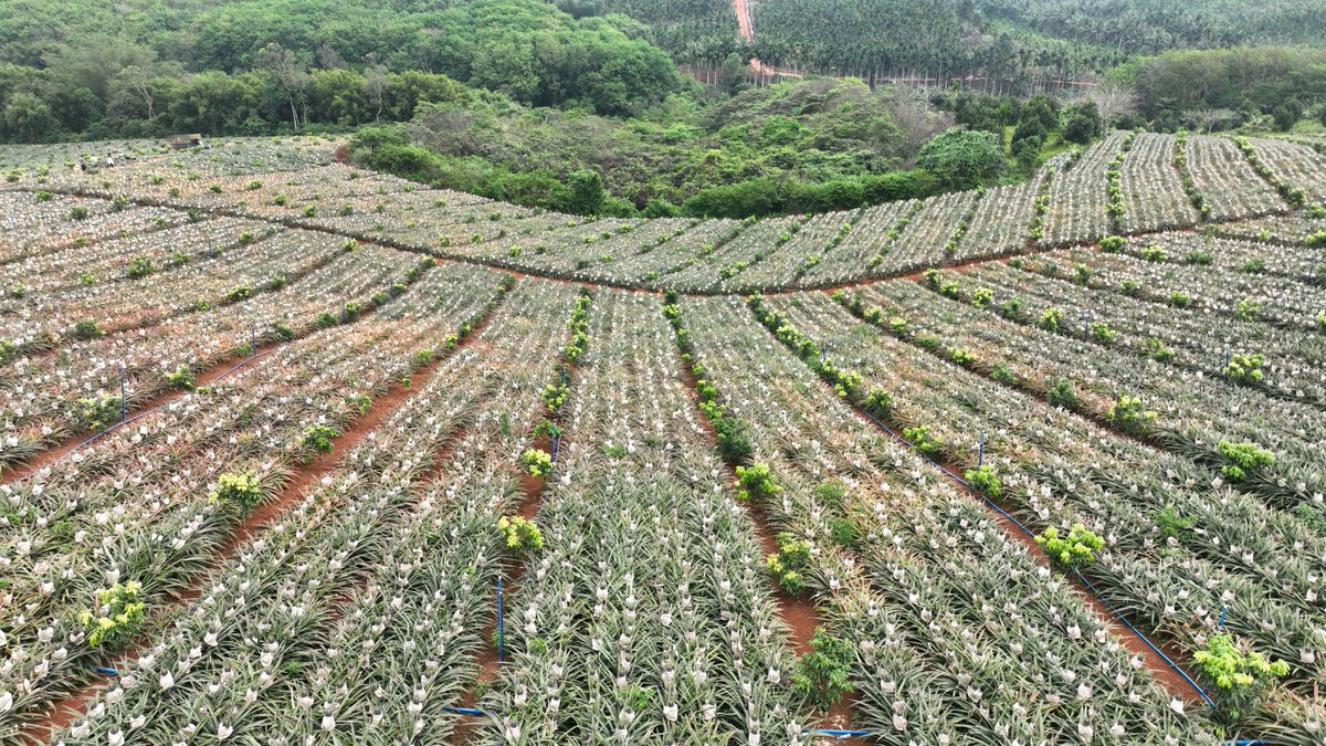 It's the #harvest time for #pineapples!🍍🍍🍍🍍 Nanlian Village in #Wenchang, with an area of 74 mu (approx. 49,333 ㎡) of golden diamond pineapples (Ananas comosus 'Gold Diamond'), is immersed in the happiness of a bumper harvest. The yield of about 2,750 kg per mu has attracted