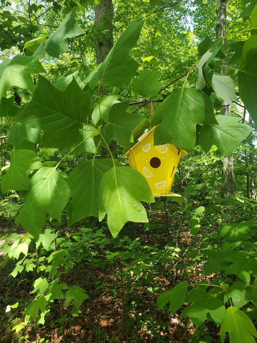 Culmination of a PBL experience in STEM classes: Ss designed experiments to assess & then wrote a grant proposal to improve campus biodiversity. 2 groups were awarded $250 to build & install 22 birdhouses, two birdfeeders, & two pollinator gardens. @Ms_April_Adkins @PBLWorksKY