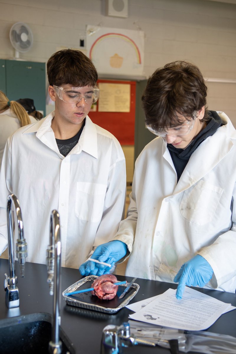 Grade 11 biology students recently explored the intricacies of the human heart as they completed a dissection lab to observe its anatomy and physiology – reinforcing their understanding of circulatory and respiratory systems.

Although some students were timid to get started, by