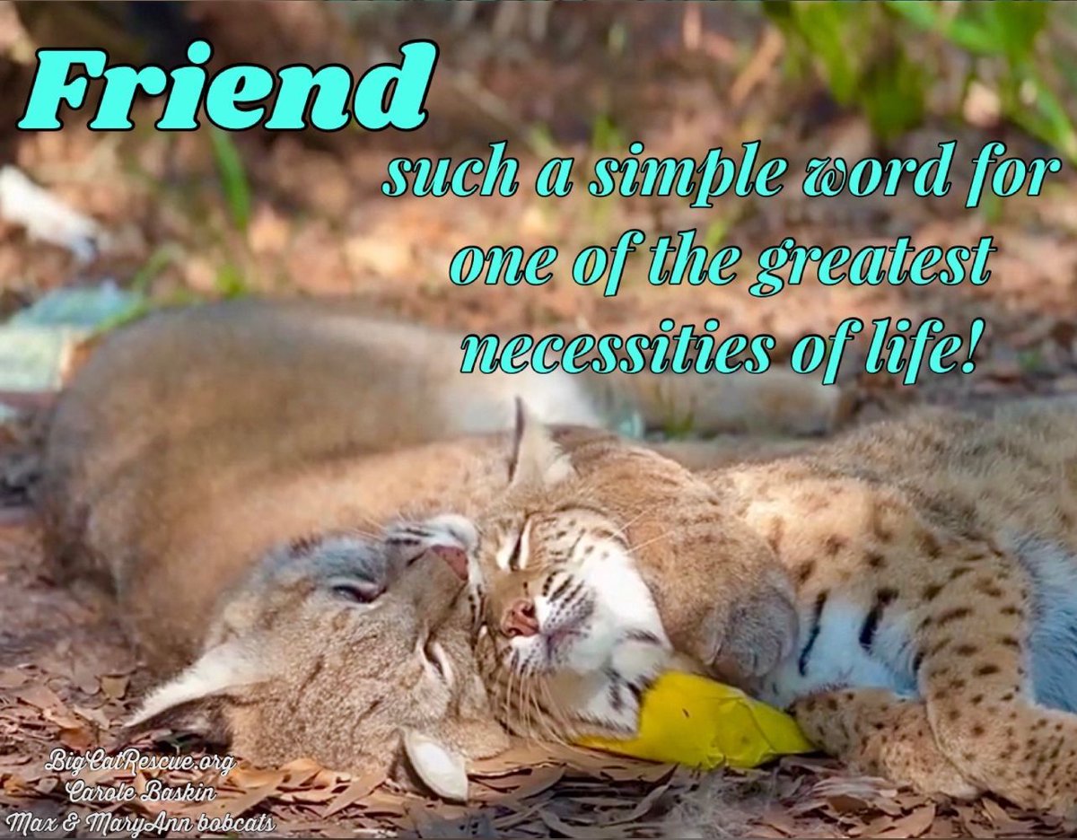 Friend… such a simple word for one of the greatest necessities of life!

#MaxAndMaryAnnBobcats #BigCatRescue #Bobcat #Friends #Friendship #Quote #QuoteOfTheDay #QuotesToLiveBy #Life #CaroleBaskin