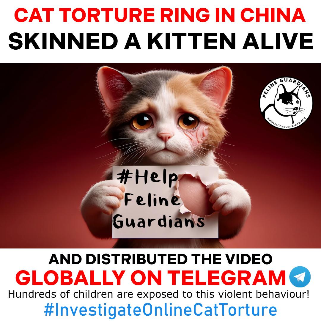 End Cat Tortur& Rings in China Now @FBIWFO @FBI @WhiteHouse @DCPoliceDept @INTERPOL_HQ #InvestigateOnlineCatTorture #HelpFelineGuardians