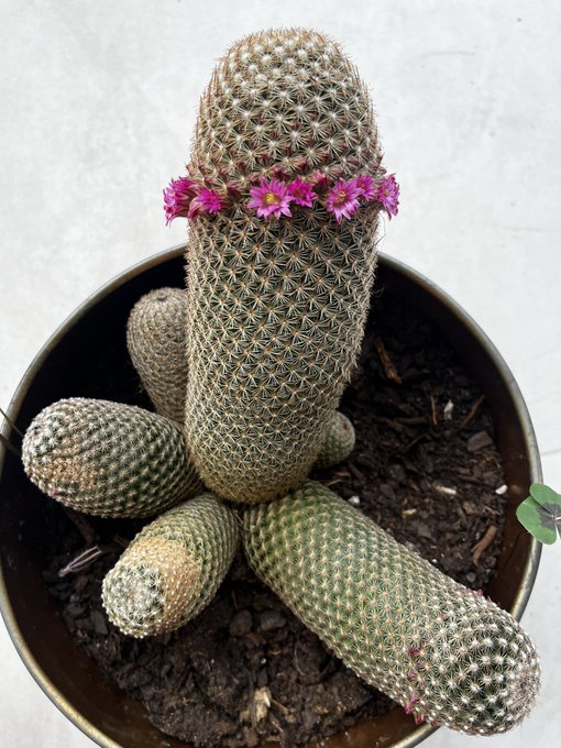 Remember I told you about my rude looking cactus? It started to bloom and I seriously don&rsquo;t know what<a href="/tag/onmfc"class="tags"><span>#onmfc</span></a>