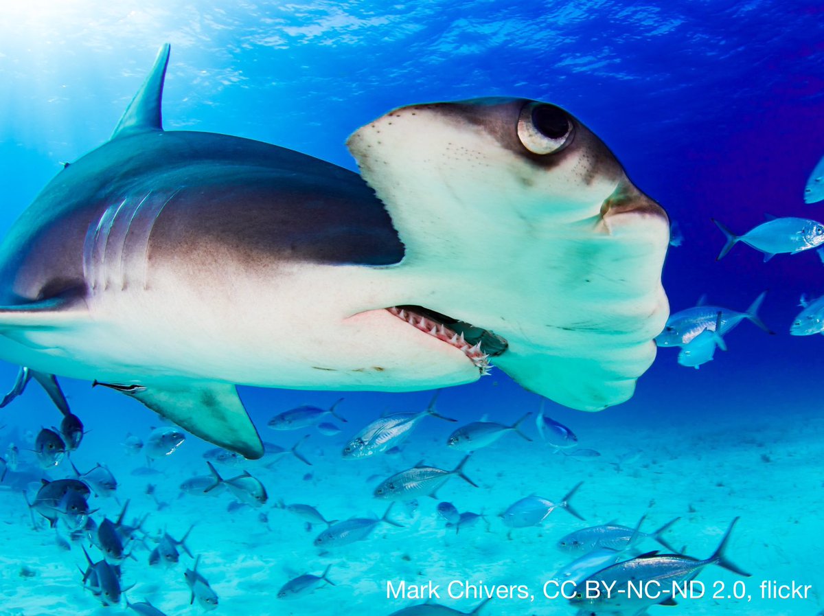 The noggin of a hammerhead shark does more than just enhance its good looks. This shark’s uniquely-shaped head improves its sense of smell & electroreception. Widely spaced nostrils & enlarged scent organs enable it to detect where a scent is coming from. Its wide-set eyes also