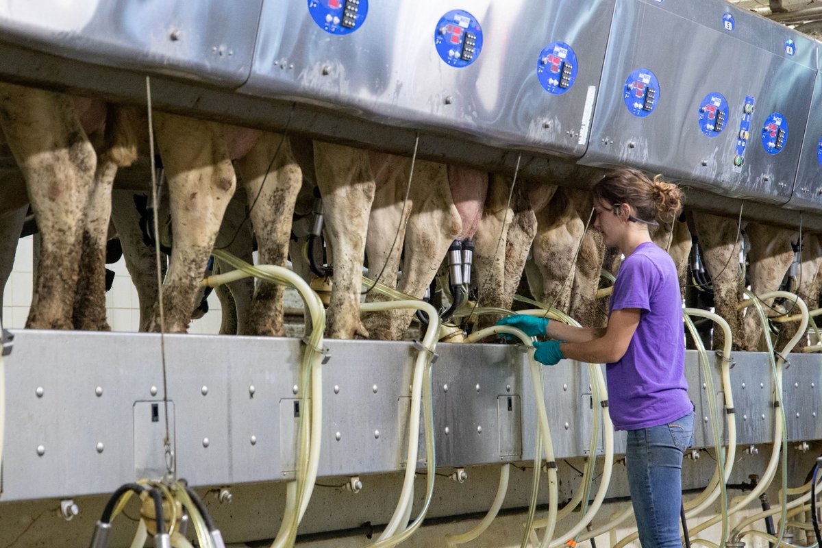 Learn the latest information in dairy nutrition and management by attending the 2024 Four-State Dairy Nutrition and Management Conference on June 5 and 6 at the Grand River Center in Dubuque. extension.iastate.edu/news/four-stat…