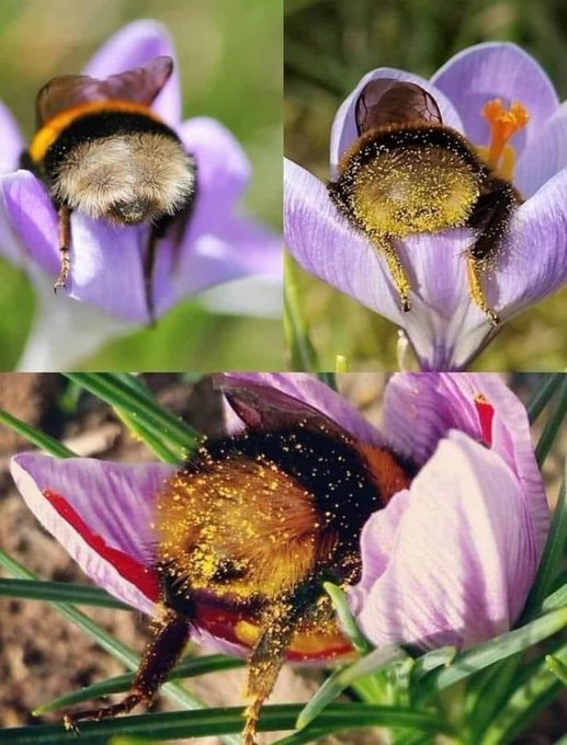 While bumble bees live socially in hives usually located underground (with 50 - 500 individuals), foragers or males can happen to sleep in flowers, especially when tired after too much work.
