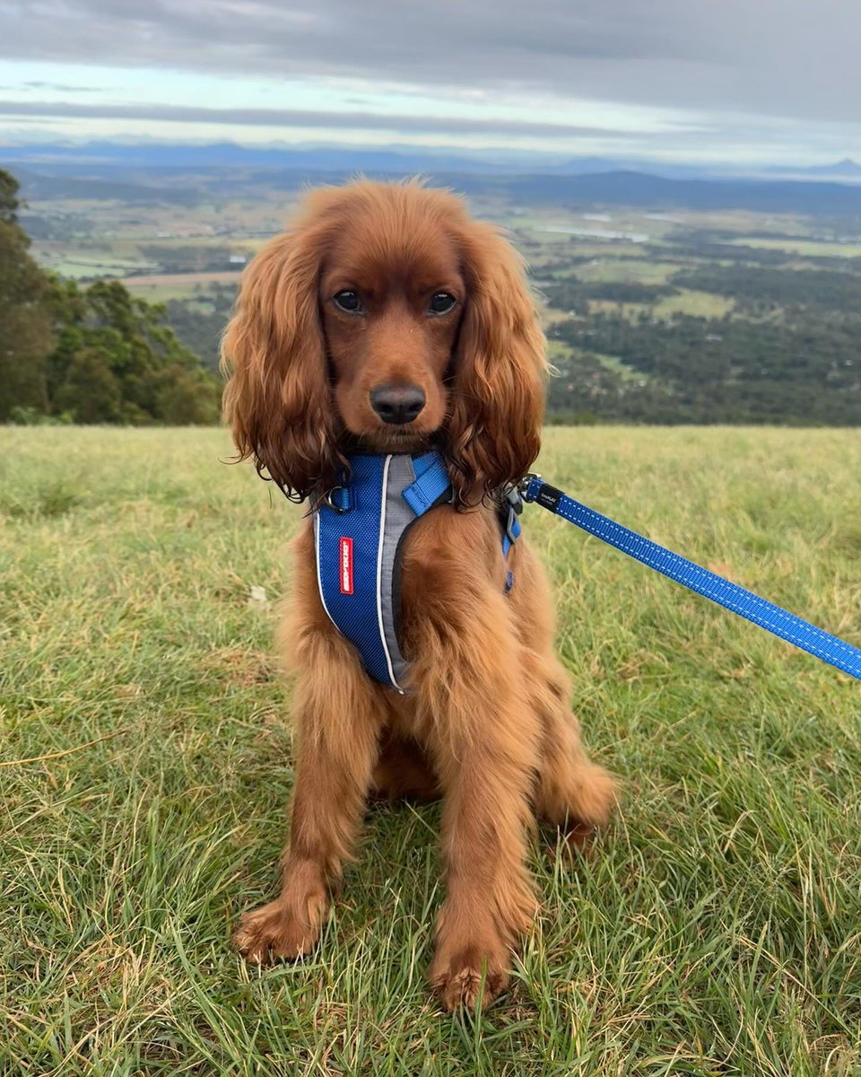 Look how cute Ollie is! 😍 Ollie is rocking our X-Link Harness and Essential Lead, a perfect combination whilst enjoying the views 🌲 📸 @the.cocker.ollie #ezydog #dog #dogs