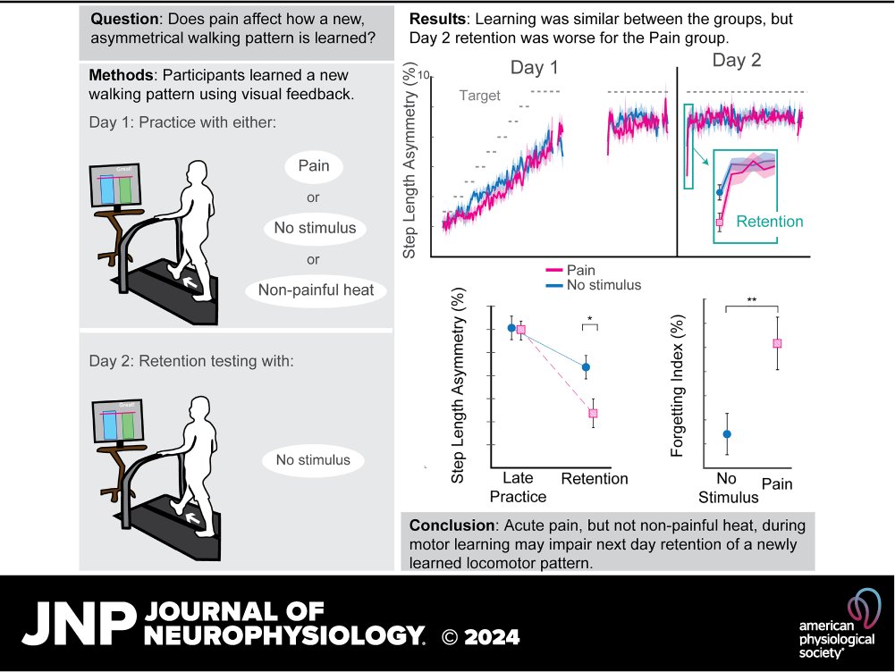 🚶‍♂️🚶‍♀️What are the potential affects of pain on #MotorLearning? ✅out this newly published research 'Acute pain impairs retention of #LocomotorLearning' by Jessica E. Galgiani et al. ow.ly/j5Pw50REmVt #capsaicin #locomotion