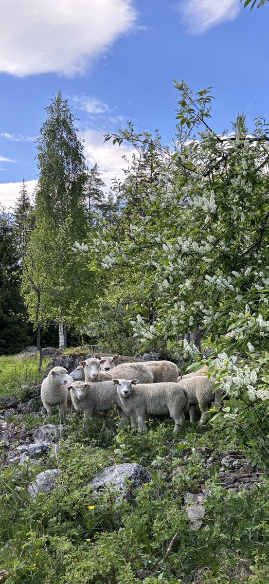 Kesävieraat saapuivat tänään tuomen kukkiessa. #maisemanhoito #biodiversiteetti
