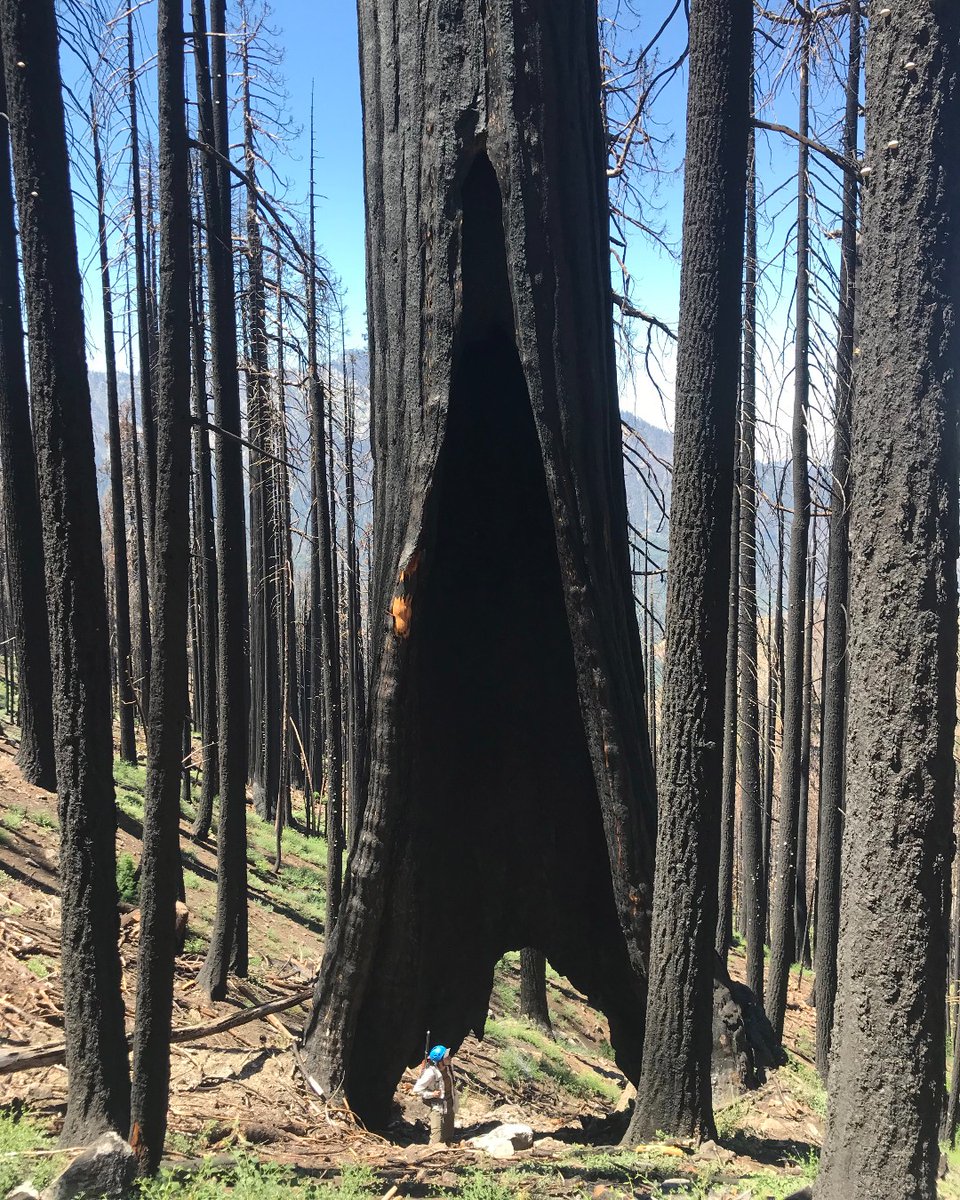 USGS's tweet image. Relationship status: It&apos;s complicated

🔥🏜️ 🌦️Fire, ecosystems &amp;amp; climate have an interwoven relationship. Each piece influences &amp;amp; is influenced by the others. When one changes, the other two are affected.

Learn more: ow.ly/6THz50RPoRe

#WildfireAwarenessMonth #FireScience