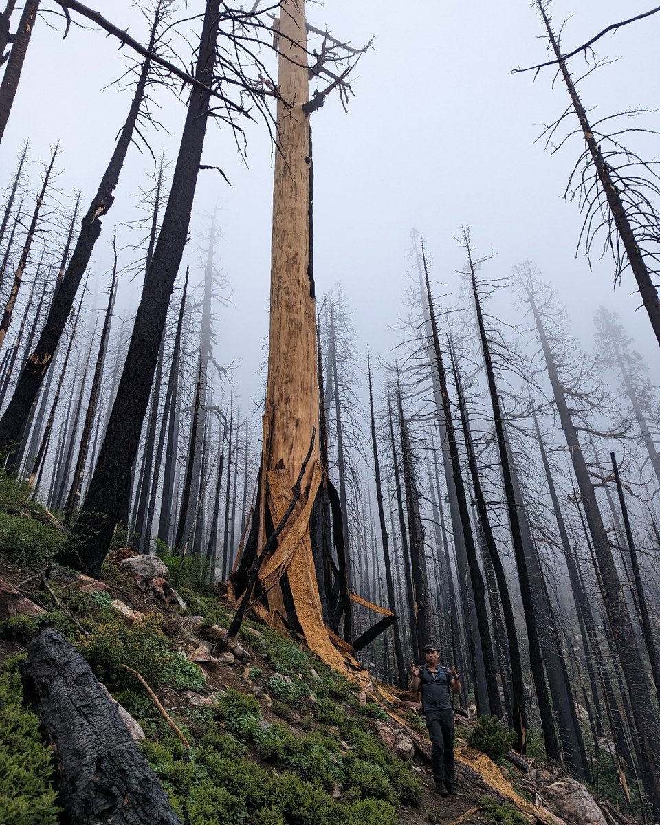 USGS's tweet image. Relationship status: It&apos;s complicated

🔥🏜️ 🌦️Fire, ecosystems &amp;amp; climate have an interwoven relationship. Each piece influences &amp;amp; is influenced by the others. When one changes, the other two are affected.

Learn more: ow.ly/6THz50RPoRe

#WildfireAwarenessMonth #FireScience