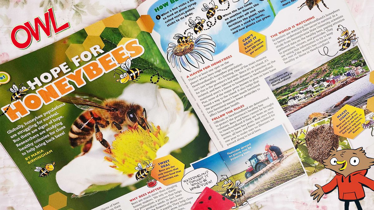 owlkids's tweet photo. Sneak peek! 🐝🐝🐝
Take a look at some #Bee facts, and read some snippets from HOPE FOR HONEYBEES by @mkbirmingham in the May issue of OWL!
Subscribe to OWL for more educational content: https://t.co/YBc8B3zyu4!
#WorldBeeDay #HoneyBees #OWLMagazine #Teachers https://t.co/pbznWvzwZp