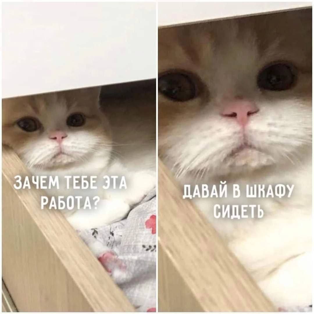 catsilcats's tweet photo. как вам идея? https://t.co/Lxl8fXv6qu