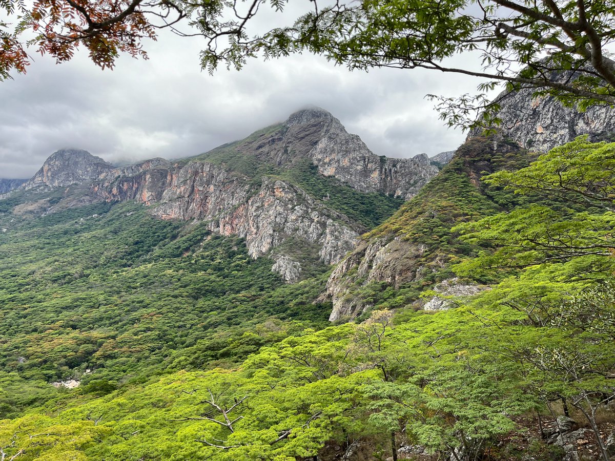 🌿#BiodiversityDay In #Mozambique, with the support @AFD_France , the protected area of Chimanimani promotes 1 #sustainable management combining #heritage conservation & socio-economic #development : ✅81 trained beekeepers ✅37,000 beneficiaries 👉urlz.fr/qMd2