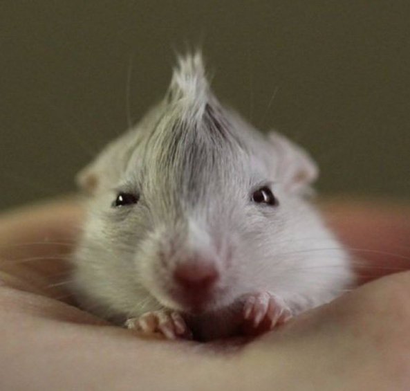 Dorrito (@crowfordey) on Twitter photo 