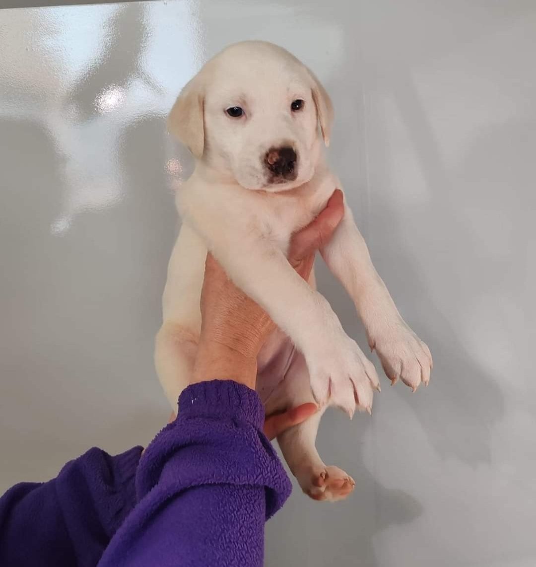 ranimal_ohana's tweet photo. TODOS EN ADOPCIÓN RESPONSABLE‼️😍🥰

Estos pequeños son por orden Dreira, Ribeira, Coviña y Loira (hembras) y Mogor, Aguete y Portocelo (machos). Y por último su mami Atenea ❤️‍🩹 ellos fueron recogidos en las inmediaciones de Marín y por eso sus nombres hacen honor a sus playas. https://t.co/CuTjH0MHpf