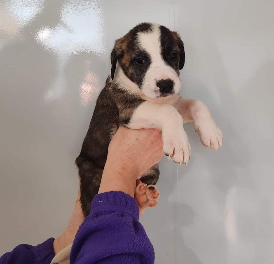 ranimal_ohana's tweet photo. TODOS EN ADOPCIÓN RESPONSABLE‼️😍🥰

Estos pequeños son por orden Dreira, Ribeira, Coviña y Loira (hembras) y Mogor, Aguete y Portocelo (machos). Y por último su mami Atenea ❤️‍🩹 ellos fueron recogidos en las inmediaciones de Marín y por eso sus nombres hacen honor a sus playas. https://t.co/CuTjH0MHpf