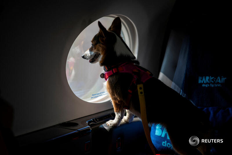 A dog looks out from a plane’s window during a press event introducing Bark Air, an airline for dogs, at Republic Airport in East Farmingdale, New York. More photos of the day: reut.rs/44PtM0x 📷 Eduardo Munoz